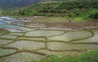 Rice fields N-Est Iran